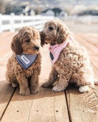 Male and female goldendoodles PureBred