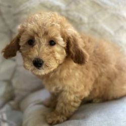 Absolutely adorable Goldendoodle puppy ready to go
