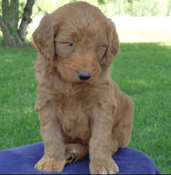 Absolutely adorable Goldendoodle puppy ready xxx-xxx-xxxx