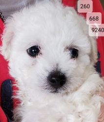 Very Small Goldendoodle puppy tracking to be 8 lbs