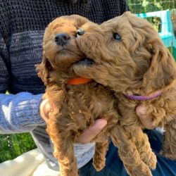 Male And Female Goldendoodle Pups