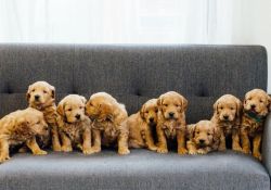 Goldendoodles For Good Homes