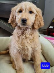 F1 Goldendoodle Puppies Available!
