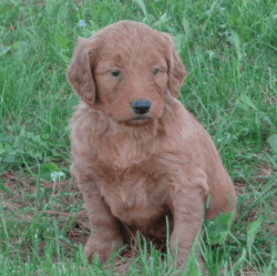 Rehoming a 3mo sweet gorgeous Goldendoodle