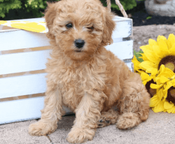 Goldendoodle Pups For Adoption: Now Get Us At: xxx-xxx-xxxx