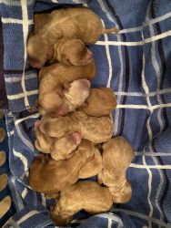 Mini F1b Goldendoodle Puppies