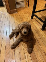 Male Standard Goldendoodle Puppy