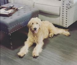 Young Golden Doodle Pup (7mo)