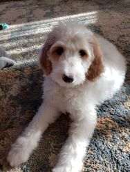 15 week old Female F1B Goldendoodle Puppy for sale