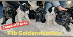Goldendoodles ready In Fort Wayne IN.