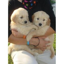 F1B Standard Goldendoodle puppies Available