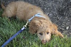 Reilly the Goldendoodle