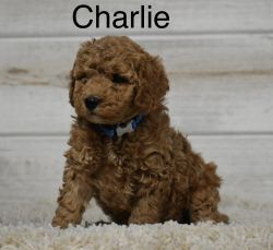 Charlie (Male Mini Goldendoodle F1b)