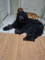 2 goldendoodles 1 year olds