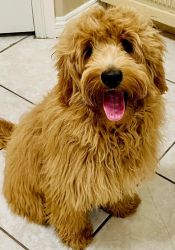 This lovely Mini goldendoodle needs a lovely family to love him!