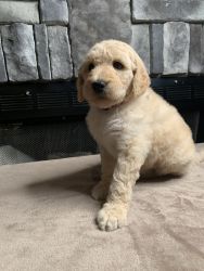 Golden Doodle puppies available now