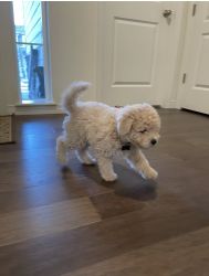 Mini- Toy Goldendoodle puppy
