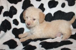F1b Miniature Goldendoodle Puppies (Ready for forever home)