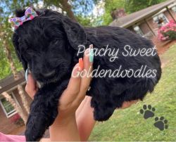 Peachy Sweet Goldendoodles