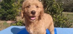 Beautiful 9 week old male goldendoodle
