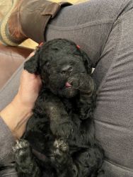 F1bb Goldendoodle Male
