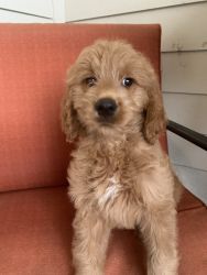 Beautiful 9 week old male Goldendoodle
