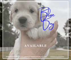 Goldendoodle Puppies Available March 17, 2022