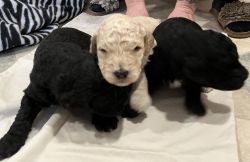 Newborn puppies for sale