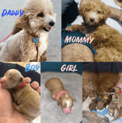 **MICRO** GOLDENDOODLE