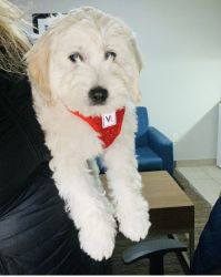 Rehome golden doodle