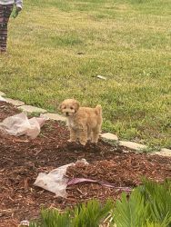 Looking to rehome my mini golden dood. She is about 4 months old.