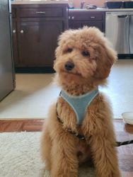 Goldendoodle f1b (Purchased from Morning Glory Doodles)