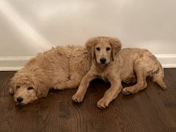 2 Goldendoodles, They are brothers. Super Cute :)