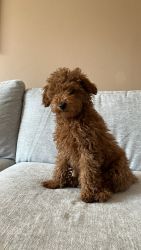 Mini golden doodle puppy ready for a new home.