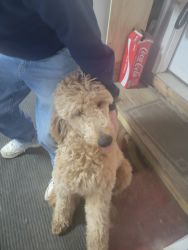 Goldendoodle with rehoming fee