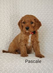 Mini Goldendoodles-free delivery