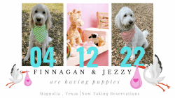 F2 English Goldendoodle Puppies