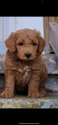 Red f2b goldendoodle puppies