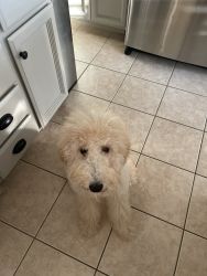 9 month old male goldendoodle