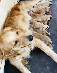 10 Beautiful goldendoodle puppies