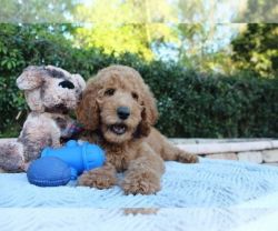 Golden doodle puppy for sale in Wesley chape. f l