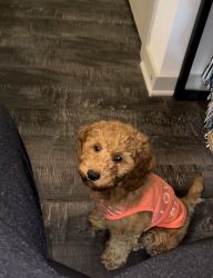 3 month old male goldendoodle for sale