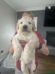F1Male Goldendoodle-yellow