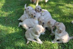 Golden Doodle Puppies for sale!!