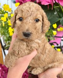 Puppies / Goldendoodles for sale