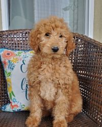 Goldendoodle F1b puppy