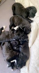 NEW!!! Boodle (GoldenDoodle - PitBull) Puppies