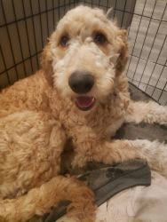 Goldendoodle for rehome