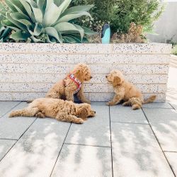 Cute Goldendoodle puppies