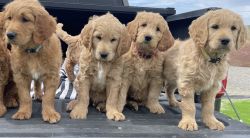 F1 Goldendoodle Puppies for sale